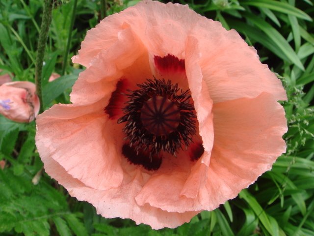 Papaver orientale fleur